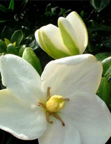 The Wild flower Gardenia plant featuring fragrant white flowers and vibrant green leaves in a close-up view.