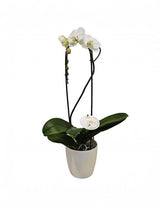 The Wild flower Grandiflora Orchid with white blooms in a 16cm white ceramic pot, featuring elegant arched stems.