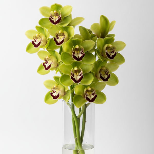 Green cymbidium orchid stems in a clear glass vase – Today's Special at The Wild Flower