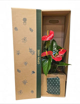 The Wild flower Anthurium plant with red flowers and glossy green leaves inside a decorative cardboard gift box