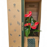 Anthurium