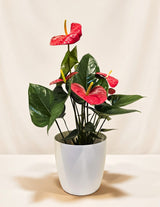 The Wild flower Anthurium plant with vibrant red flowers and glossy green leaves in a minimalist white ELHO pot.