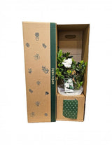 The Wild flower Gardenia plant with white blooms and green leaves inside a branded cardboard gift box
