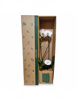 The Wild flower Grandiflora white orchid plant in a 16cm white pot, presented in a branded cardboard gift box.