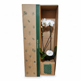 Grandiflora Orchid