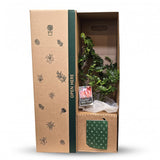 The Wild flower Kaka Beak plant in a branded cardboard gift box with green botanical illustrations and care tag