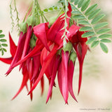 The Wild flower Kaka Beak plant featuring vibrant red, claw-shaped flowers and delicate green pinnate leaves.
