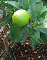 The Wild flower lime tree with a single bright green lime growing among lush green leaves in a garden setting