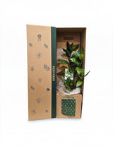 The Wild flower lime tree gift plant in a decorative cardboard box with botanical illustrations