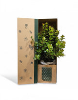 The Wild flower Metrosideros shrub in a branded gift box with green foliage, perfect for coastal garden gifting.