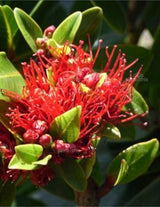 The Wild flower Metrosideros shrub featuring vibrant red and orange spiky flowers and glossy green leaves
