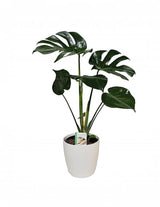 The Wild flower Monstera Deliciosa plant with large fenestrated green leaves in a white 18cm ceramic cover pot