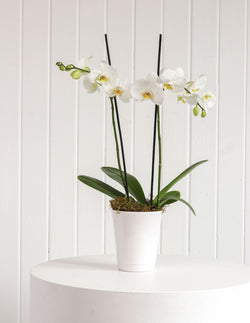 Orchid Plant